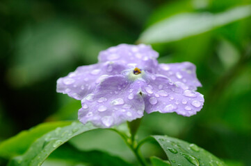 Obraz premium 花と植物