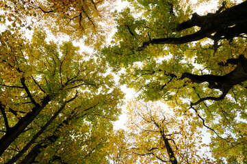 Obraz premium 紅葉