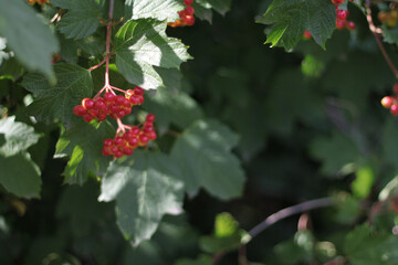 Kalina branch with green leaves and red berries