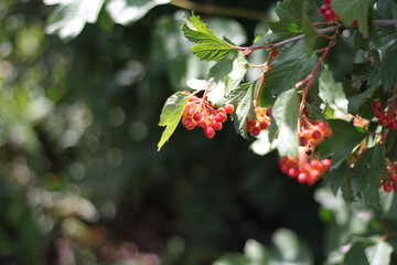 Kalina branch with green leaves and red berries