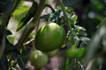branch with green tomatoes