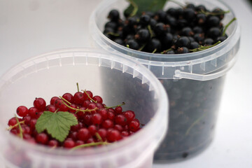 ripe red and black currants in white cup