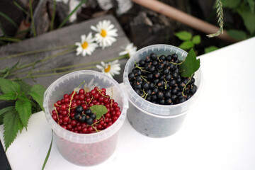 ripe red and black currants in white cup