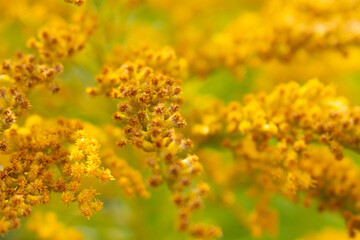 yellow flowers on the field, dried flowers
