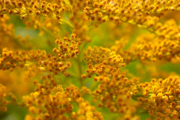 yellow flowers on the field, dried flowers