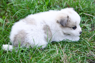 white fluffy puppy with spots puppy walks outside in the grass