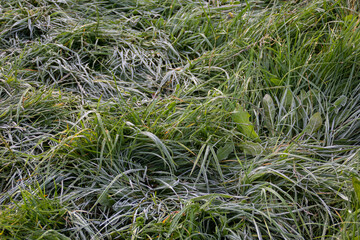 frosty grass