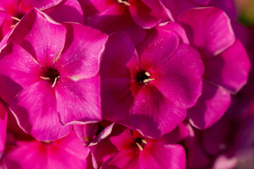 bright pink flowers, close up