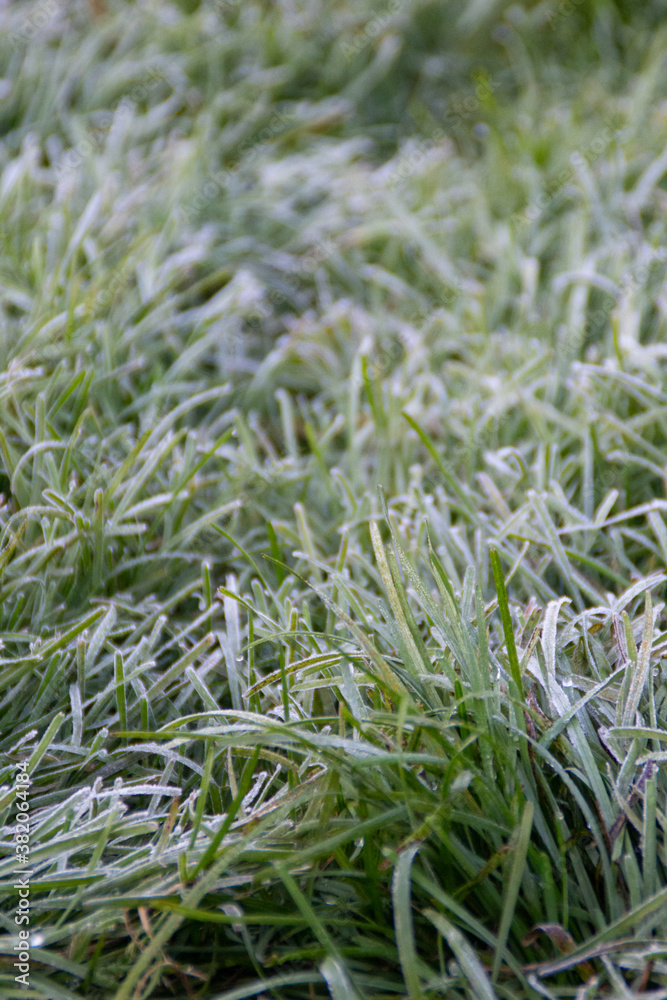 Wall mural frosty grass