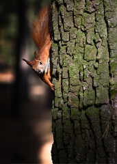 Curious fluffy red squirrel on the tree trunk in the park. Eurasian red squirrel in soft sunlight on tree bark background. Closeup. Vertical orientation.