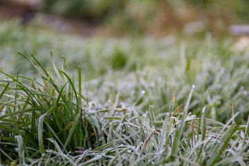 frosty grass