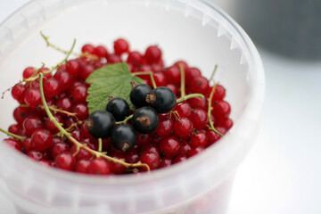 Ripe red currants in white plastic cup on white background
