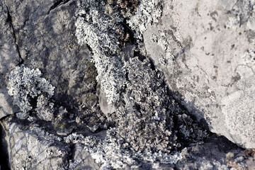 beautiful shadows falling on a stone overgrown with gray lichen. natural background close-up