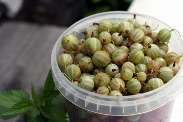 green ripe gooseberries in white plastic cup on white background