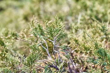 branches of juniper in the sunbeams on a blurred background. autumn mood in the garden