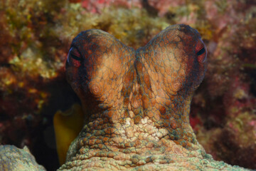  Octopus watching with curiosity from behind the rock. (Octopus vulgaris Cuvier, 1797) Gallipoli, Canakkale/ Turkey.