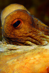  Octopus watching with curiosity from behind the rock. (Octopus vulgaris Cuvier, 1797) Gallipoli, Canakkale/ Turkey.