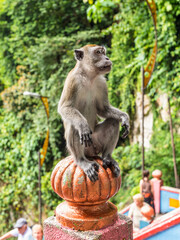 Cute Long tailed Macaque (Macaca fascicularis) monkey sitting on the colourful staircase at Hindu temple in Batu Caves, Kuala Lumpur, Malaysia, Asia