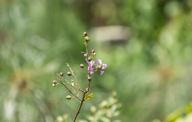 Close up Pink mix white Tabebuia rosea blossom