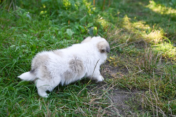 white fluffy puppy with spots puppy walks outside in the grass