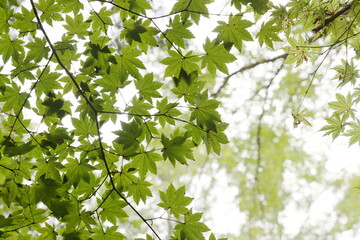 Obraz premium 緑のもみじ