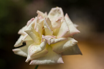Fototapeta na wymiar Water drop after rain on rose flower