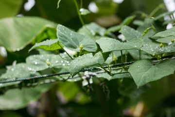Waterdrop on leaf of  Ivy Gourd  Coccinia grandis
