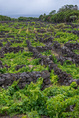 Walk on the Azores archipelago. Discovery of the island of Pico, Azores. Madalena