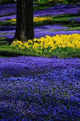 Tulips and colorful flowers in Gülhane Park. Istanbul Turkey