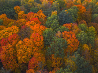Fototapeta na wymiar Drone view of colorful tree tops, Lithuania