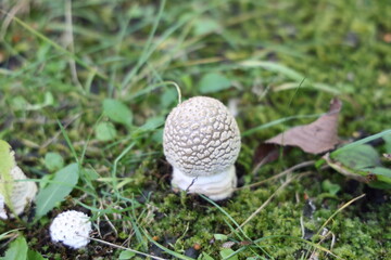 シロオニタケ白いキノコ