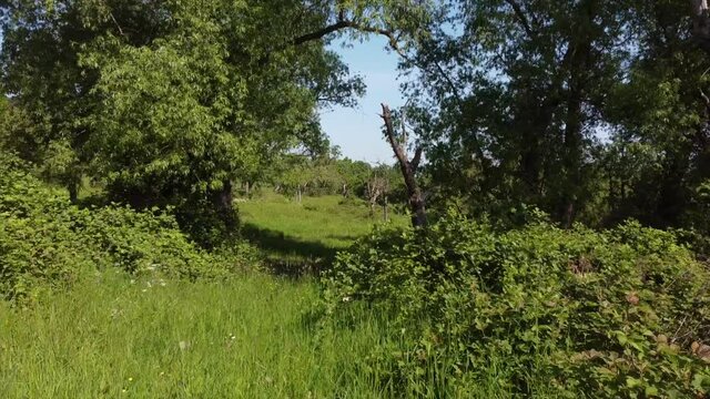 Streuobstwiesen, gef&auml;hrdeter Lebensraum im Rheintal bei Boppard-Buchenau