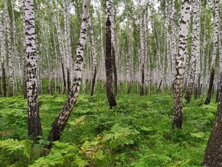 Fototapeta premium birch grove in spring