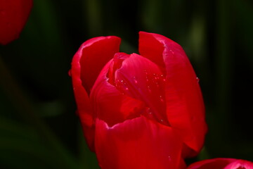 Tulips and colorful flowers in Gülhane Park. Istanbul Turkey