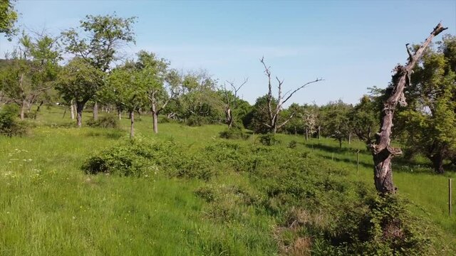 Streuobstwiesen, gef&auml;hrdeter Lebensraum im Rheintal bei Boppard-Buchenau