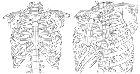 vector skeleton from lines and paths, contour ribs and spine on white background