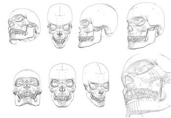 vector human skull from contour lines and paths on white background