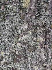bark of a tree