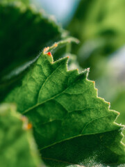 Closeup of a green leaf