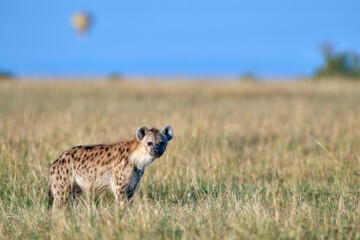 Hyena in the African Savannah