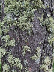 moss on tree