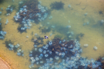A congestion of large blue cornerot jellyfish near the seashore aerial view. Coastal ecology. Aerial photography.