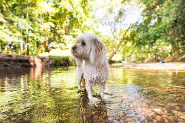 川で遊ぶミックス犬