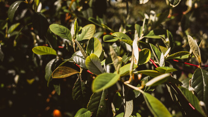 Fresh green leaves in the sunlight