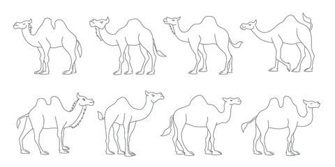 camel line