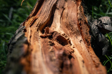 Wood texture