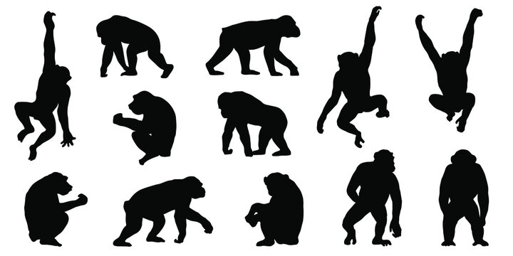 chimpanzee silhouettes