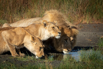 Two lionesses and male lion crouching and drinking water in Ndutu in Tanzania