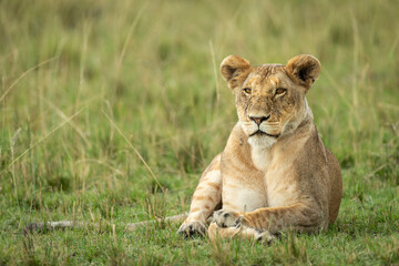 Fototapeta na wymiar Lioness lying in green grass with her face covered with flies in Masai Mara in Kenya
