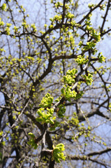 イチョウの若葉と新緑